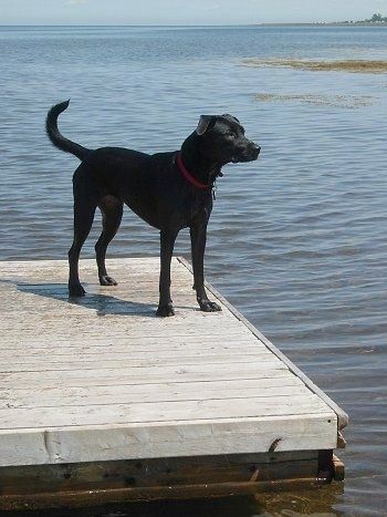 Didelis juodas šuo dėvi raudoną antkaklį, stovintį ant doko virš ieškomo vandens.