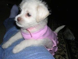 Крупный план - маленький белый щенок Лхаса-Пу стоит, положив передние лапы поверх лапы человека, и смотрит вперед. На нем розовая рубашка.
