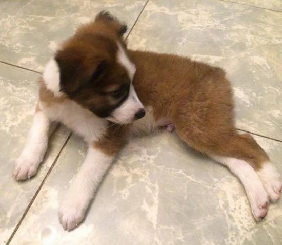 Il lato sinistro di un cucciolo di Border Collie Bernard marrone con bianco e nero che giace su un pavimento piastrellato e guarda a destra.