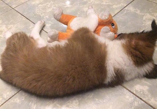 A barna, fehér és fekete Border Collie Bernard kiskutya hátulja csempézett padlón alszik, előtte pedig egy narancssárga és fehér plüss játék.
