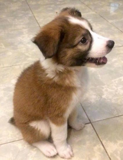 Il lato destro di un cucciolo di Border Collie Bernard marrone con bianco e nero che è seduto su un pavimento piastrellato, la sua bocca è aperta e guarda a destra.