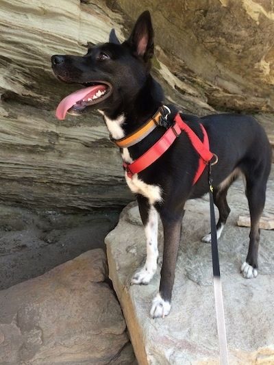 Den forreste venstre side af en sort med hvid Boston Cattle Dog, der står over en klippe ved siden af ​​en hule. Dens mund er åben og tungen er ude.
