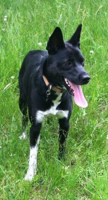 Mobitz, bostonský dobytčí pes, stojaci na tráve s otvorenými ústami a vyplazeným jazykom