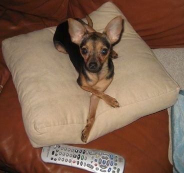 Si Shyla the Chipin ay nakalagay sa isang tan pillow sa isang brown leather couch sa likod ng isang tv remote