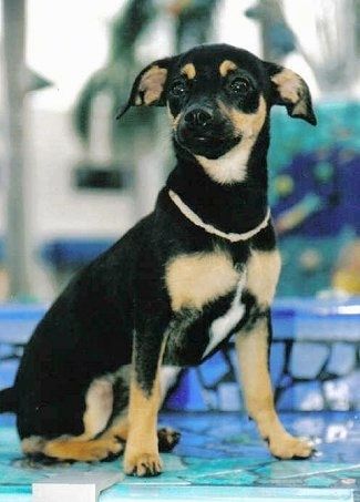 Close Up - มินนี่ลูกสุนัข Chipin สีดำและสีน้ำตาลนั่งอยู่ที่ขอบบันไดสีฟ้าและนกเป็ดน้ำ