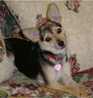 Zoey, der schwarz-braune und weiße Chipin, trägt einen roten Kragen mit einem lila Herzanhänger und liegt zwischen zwei Kissen auf einer Couch mit Blumendruck. Zoeys Kopf ist nach links geneigt