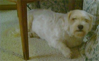 Sasha, die weiße Gänseblümchenhundin, liegt unter einem Tisch neben einem Bett