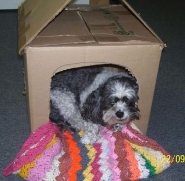 Bandit Daisy Dog leži v kartonski škatli, spremenjeni v pasjo hišico. V notranjosti je mavrično kvačkana odeja