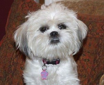 Lähikuva ylävartalosta - Daisy-koira Kizzie istuu kuparinvärisen tyynyn edessä