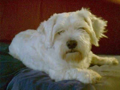 Sasha, die weiße Gänseblümchenhundin, liegt auf einem Bett