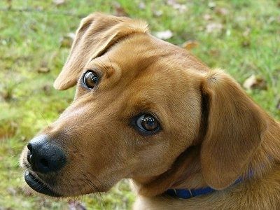 Ảnh chụp từ đầu Close Up - Một chú chó Beagador màu đỏ đang ngồi trên cỏ và nhìn sang bên trái. Nó có một cái mõm dài và đôi mắt màu nâu.