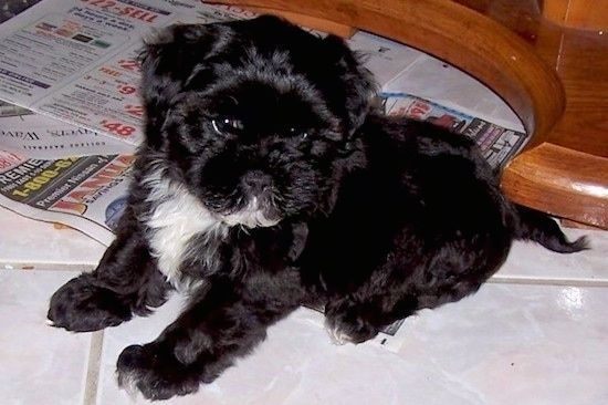 Een klein, zwart met wit, dik, zacht uitziend puppy met golvende vacht, een zwarte neus en donkere ogen, liggend op een witte tegelvloer voor kranten.
