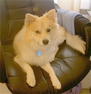 सामने का दृश्य - एक भूरे रंग की चमड़े की कंप्यूटर कुर्सी पर एक तन पोमिमो कुत्ता बिछा हुआ है और वह आगे देख रहा है।