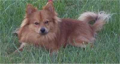 लाल पोमिमो कुत्ते का बायाँ भाग आगे की ओर घास में पड़ा हुआ है। यह एक शराबी लोमड़ी की तरह दिखता है।