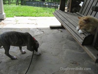 Mavi burunlu brindle Pit Bull Terrier köpek yavrusu bir taş verandada duruyor ve önünde ahşap sallanan bir planör bankında izleyen turuncu ve beyaz bir kedi var.