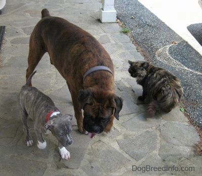 Neben einem braunen Schwarz-Weiß-Boxer steht ein gestromter Pit Bull Terrier-Welpe mit blauer Nase. Neben dem Boxer steht eine Katze. Sie stehen auf einer Steinveranda.