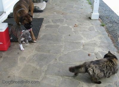 Un cucciolo di Pit Bull Terrier tigrato dal naso blu è in piedi accanto a un pugile marrone con bianco e nero su un tappetino di gomma. Stanno guardando attraverso il portico di pietra un gatto calico a pelo lungo.