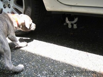 Modro-žíhané šteniatko Pit Bull Terrier sa nakláňa a pozerá na čierno-bielu mačku, ktorá je pod vozidlom.
