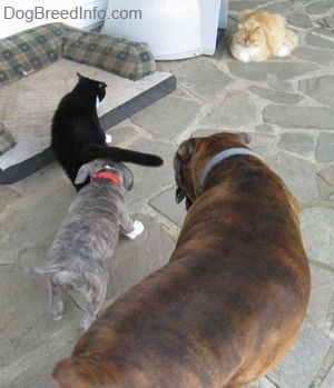 Гърбът на синьо носово кученце питбул териер, което души котки отзад и стои до него, е кафяв с черно-бял боксьор на каменна веранда. В далечината има дългокоса оранжева и бяла котка.