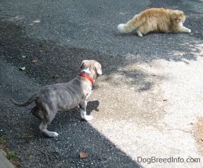 As costas de um filhote de cachorro Pit Bull Terrier tigrado de nariz azul parado em uma superfície asfaltada, olhando para um gato que está andando na calçada.