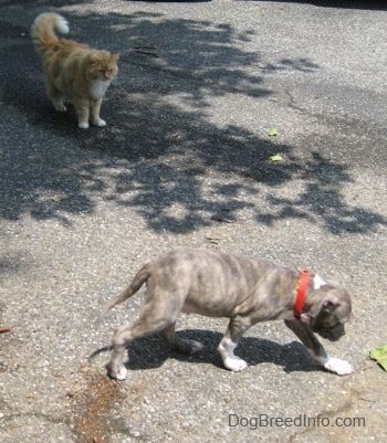 एक नीली नाक वाला पिट पिट बुल टेरियर पिल्ला एक ब्लैकटॉप सतह पर घूम रहा है और उसे देख रहा है कि वह एक लंबी नारंगी और सफेद बिल्ली है।