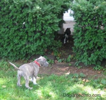 Baksiden av en blå nese brindle Pit Bull Terrier valp som står i gresset og ser mot høyre. Det er en tykk mengde busker foran ham, og å gå ut av buskene er en katt.