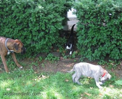 Un maro cu boxer alb-negru stă în iarbă și deasupra unui tufiș. Boxerul se uită la o pisică care se plimba printr-o gaură din tufișuri. Există un cățeluș pit Bull Terrier cu nas albastru, care adulmecă iarbă în fața unui tufiș.