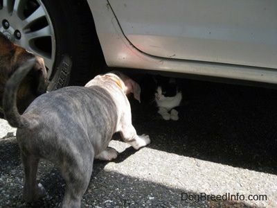 La parte posteriore di un cucciolo di Pit Bull Terrier tigrato dal naso blu e un Boxer marrone con bianco e nero che sta cercando di raggiungere un gatto sotto un