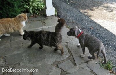 Un cadell pit Bull Terrier de nas blau segueix un gat per un porxo de pedra i hi ha un altre gat que el mira.