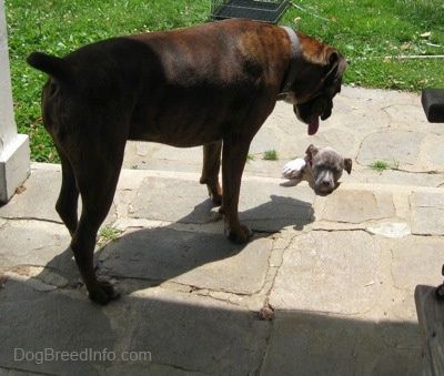 Zadná strana hnedého s čierno-bielym boxerom sa pozerá dole na modro-nosené žíhané šteňa Pit Bull Terrier, ktoré sa pokúša vyšplhať po schodoch na kamennú verandu.
