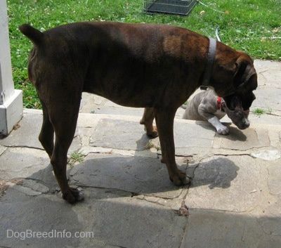 De rug van een bruin met zwart-witte Boxer staat op een stenen veranda en een blauw-neus gestroomde Pit Bull Terrier-puppy klimt de zijtreden op.