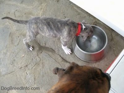Mavi burunlu bir çukurlu Pit Bull Terrier yavru köpeğinin arkası, taş bir sundurmadaki bir su kabından su içiyor.