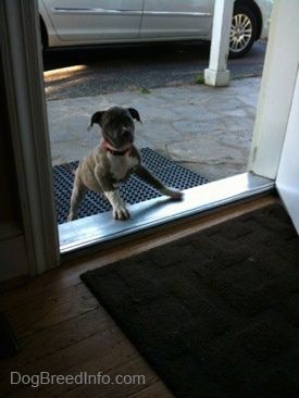 Um Pit Bull Terrier tigrado de nariz azul está tentando entrar em uma porta.
