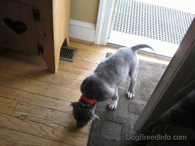 Chrbát šteniatka Pit Bull Terrier s modrým nosom čuchá na podlahu domu.