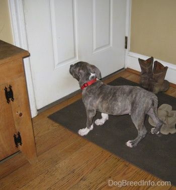 Un Pit Bull Terrier tigrato dal naso blu è in piedi su uno zerbino e sta guardando la porta di fronte a lui.