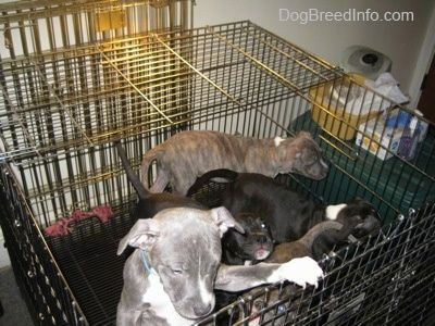 Una ventrada de cadells Pit Bull Terrier estan de peu i un salta contra el costat d’una gàbia.