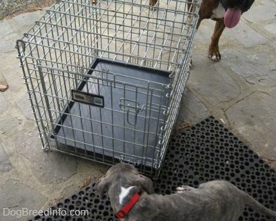 Un gosset pit Bull Terrier de nas blau es troba sobre una estora de goma i mirava una gàbia en un porxo de pedra. Hi ha un boxejador marró amb blanc i negre darrere del porxo.