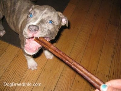 Primer pla: un cadell pit Bull Terrier de nas blau està de peu sobre un terra de fusta dura i mastega un bastó de bully que sosté una persona amb les ungles blaves.