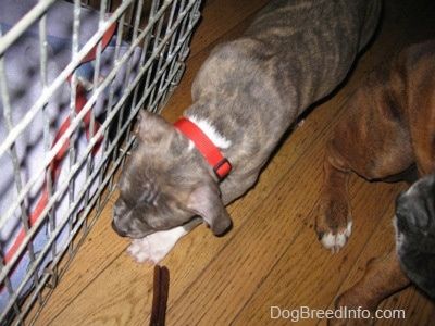 På nært hold - En blå nese brindle Pit Bull Terrier valp går langs en kasse. Det er en brun med svart og hvit Boxer som står ved siden av ham.