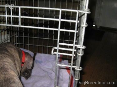 De achterkant van een blauw-neus gestroomde Pit Bull Terrier-puppy die in een bench wordt geleid.