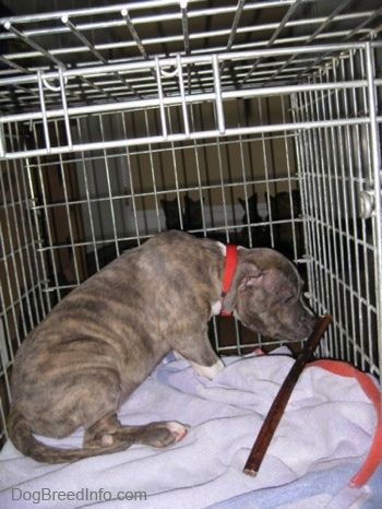 Um Pit Bull Terrier tigrado de nariz azul está sentado dentro de uma caixa de cachorro cheirando um pau de valentão.