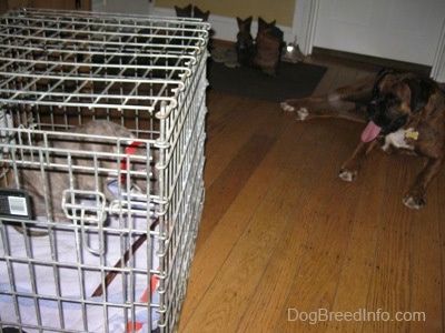 En Pit Bull Terrier med blå nese sitter inne i en kasse og tygger en bøllepinne. Det er en brun med svart og hvit bokser som ligger på et tregulv med munnen åpen og tungen ut. Boxeren ser på valpen.