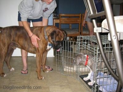 Hnedý s čierno-bielym boxerom stojí pred prepravkou a pozerá sa dole na modro-nosené žíhané šteňa Pit Bull Terrier, ktoré je vo vnútri prepravky. Osoba v šedej košeli sa dotýka bokov psa boxera.