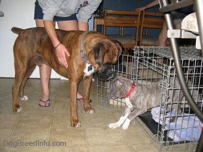 Ruskea mustavalkoisella nyrkkeilijällä seisoo koiran häkin edessä ja sininen nenäkulma Pit Bull Terrier-pentu kävelee ulos laatikosta.