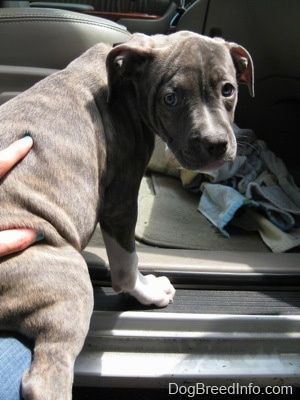 Bir minibüsün arkasına yardım edilen mavi burunlu bir Pit Bull Terrier köpek yavrusu arkası. Köpek ona yardım eden kişiye geri bakıyor.
