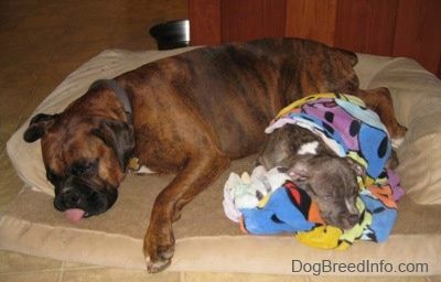 Um boxer marrom com preto e branco está dormindo ao lado de um filhote de cachorro Pit Bull Terrier tigrado de nariz azul coberto por uma toalha. O cachorro também está dormindo. Eles estão em cima de uma cama de cachorro bronzeado.