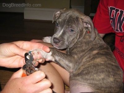 En person holder en blå nese brindle Pit Bull Terrier valp mens en annen person klipper neglene.