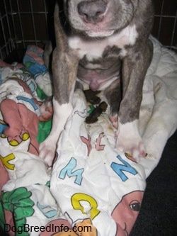 Um filhote de cachorro Pit Bull Terrier tigrado de nariz azul está sentado em um cobertor Barney, o Dinossauro Roxo, por cima de cocô de cachorro em uma caixa.