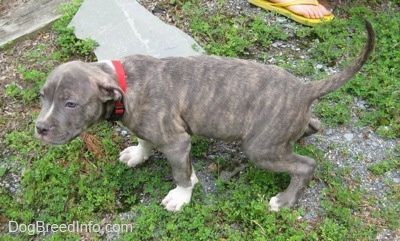Um filhote de cachorro Pit Bull Terrier tigrado de nariz azul está fazendo xixi do lado de fora.