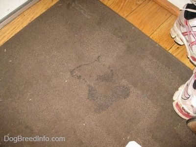 Ein nasser Fleck auf einem braunen Teppich.